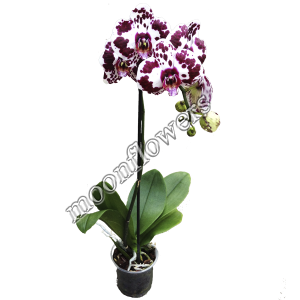 Орхидея Фаленопсис тигров. 1 ствол